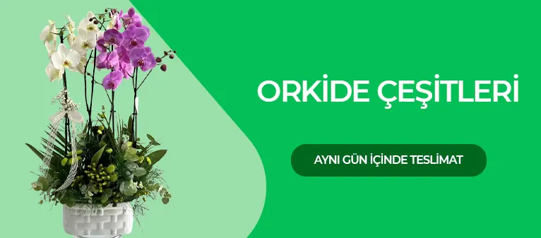 Orkide Çiçek - Orkide Fiyatları