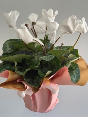 Beyaz Cyclamen ( Sıklamen ) 