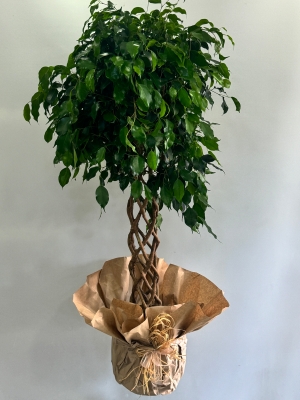 Örgülü Benjamin ( Ficus Benjamin Danielle ) 140 cm